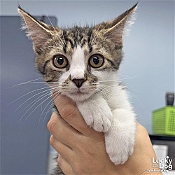 Washington, DC - Domestic Shorthair. Meet Sour Lime a Pet for Adoption ...