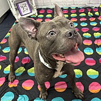 adopt a pet