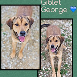 Thumbnail photo of Giblet George (pom-dc) #2