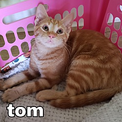Thumbnail photo of "  Tom  " #1