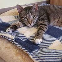 The Bridge Home No Kill Animal Rescue In Blountville Tennessee