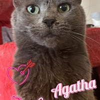 Photo of Agatha