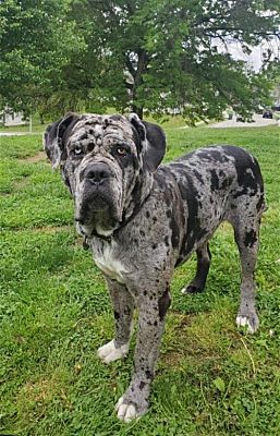 Merle on sale neapolitan mastiff