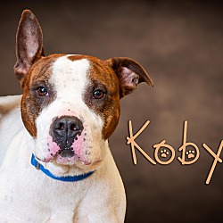 Photo of Koby