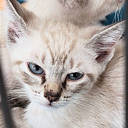 Photo of Daisy the Siamese Kitten