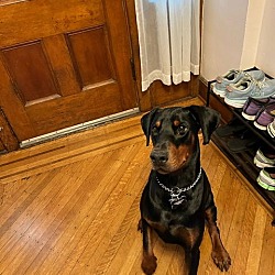 Thumbnail photo of Kato Doberman NJ #2