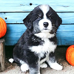 Thumbnail photo of AUSSIE/HUSKY MIX PUPPIES! #1