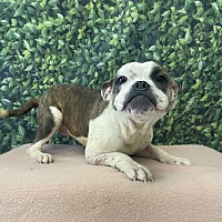adopt a pet