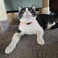 adopt a pet
