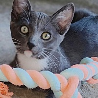 adopt a pet