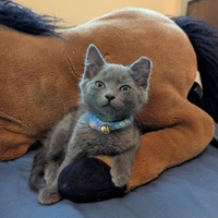 adopt a pet