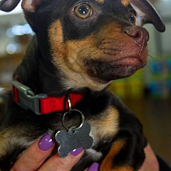 Thumbnail photo of Mocha-Adopted! #4