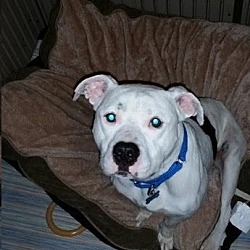 Thumbnail photo of ANDY*~ADOPTED~* #2