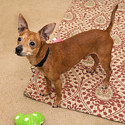 Thumbnail photo of Adopted! Chilli #3