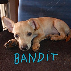 Thumbnail photo of Bandit #3