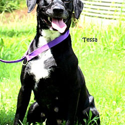 Thumbnail photo of Tessa~adopted! #2