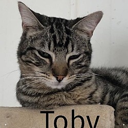 Thumbnail photo of Toby #2