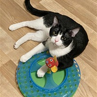 adopt a pet