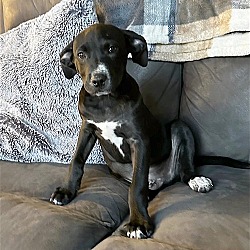 Photo of **HARDIE**
