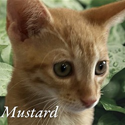 Photo of Mustard