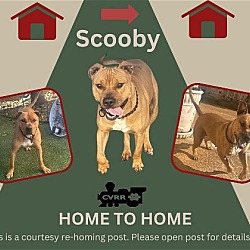 Photo of *Scooby (Home to Home)