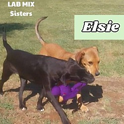 Thumbnail photo of Elsie #2