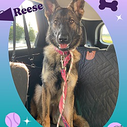 Photo of Reese