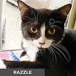 Thumbnail photo of Razzle #2