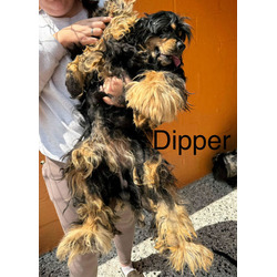 Thumbnail photo of Dipper #3