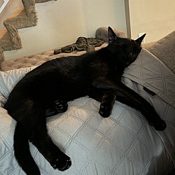 Thumbnail photo of Binx #1