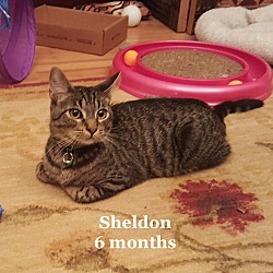 Thumbnail photo of Sheldon #2