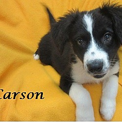 Thumbnail photo of Carson #1