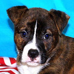 Thumbnail photo of Bullwinkle~adopted! #1