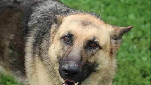 german shepherd friendly