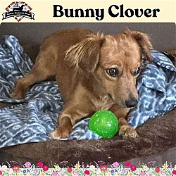 Photo of Bunny Clover