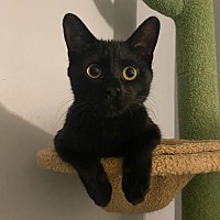 adopt a pet