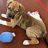 adopt a pet