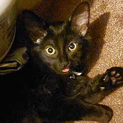 Photo of Nova