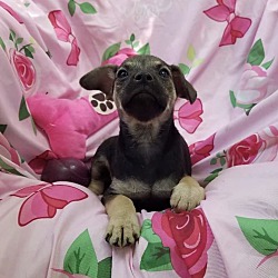 Photo of Amelia