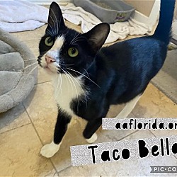 Photo of Taco Bella