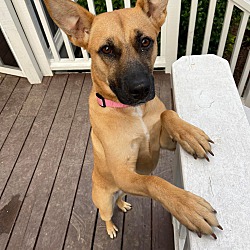 Photo of Lucy (James-TN)