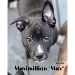 Thumbnail photo of Maximillian #1