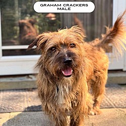 Thumbnail photo of Graham Cracker #1