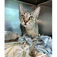 adopt-pet