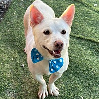 adopt-pet