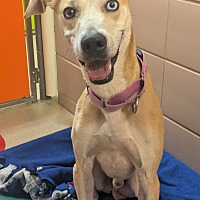 adopt a pet