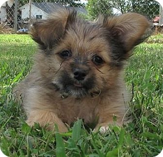 terrier mix puppies for adoption