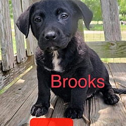 Thumbnail photo of Brooks #1