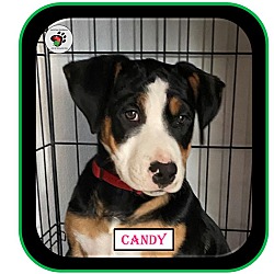 Thumbnail photo of Candy - ADOPTION PENDING #2