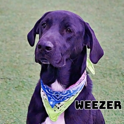 Photo of Weezer